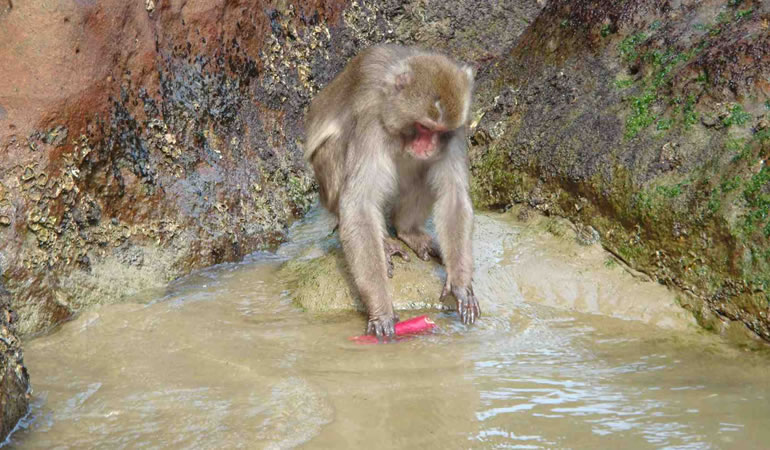 サツマイモを洗う猿