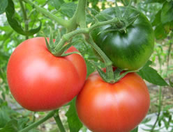 トマトの作り方